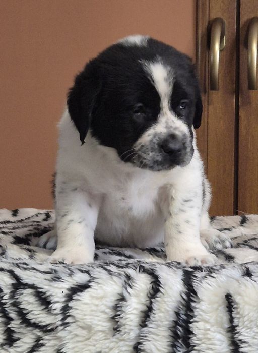 Owczarek Środkowoazjatycki