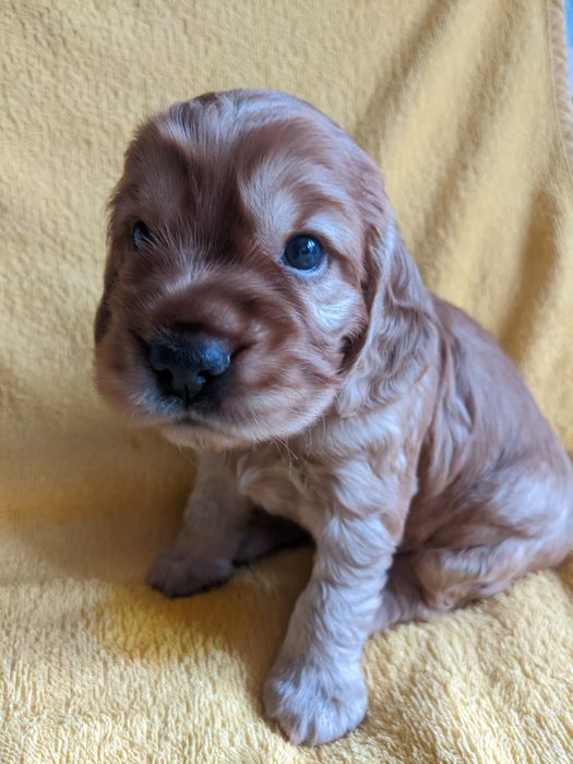 Цуценята англійського кокер - спанієля, бронювання та продаж