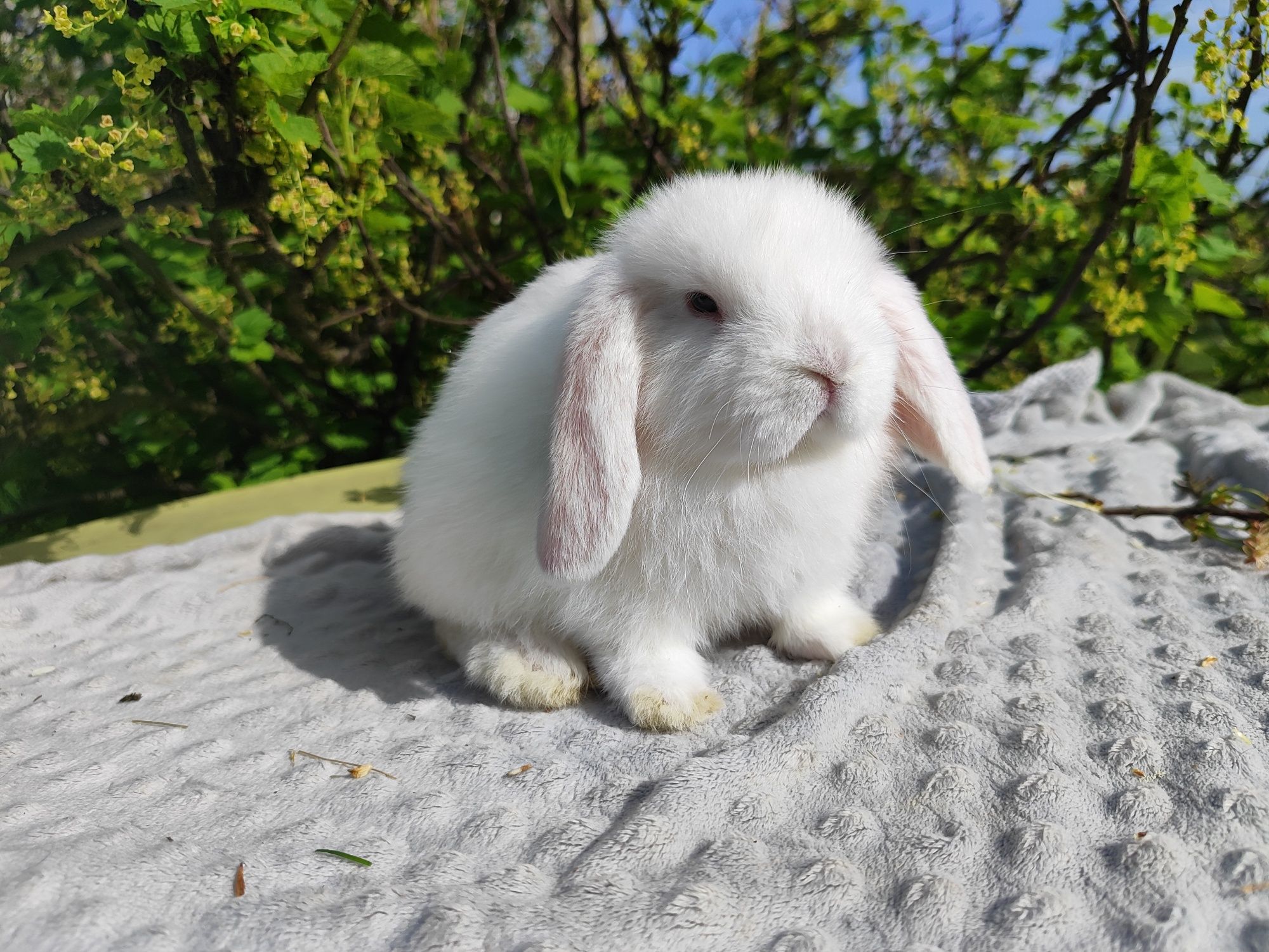 Mini lop rasowy metryka legalna hodowla królik miniaturka baranek