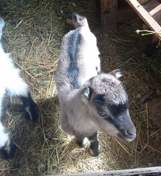 Козлики.Коротковушки.Ламанчі.