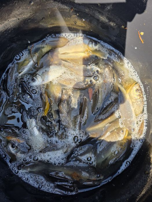 Karaś japoniec przynęta na żywca do stawu