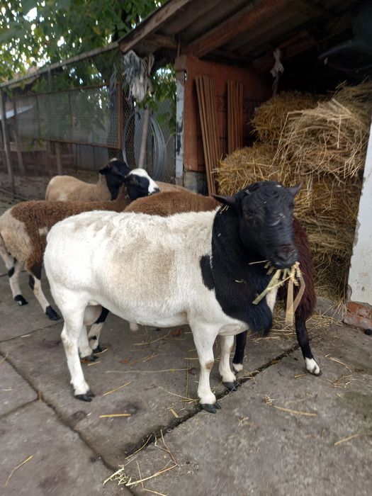 Продається баран дорпер.