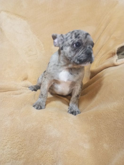 Розкішний Французик