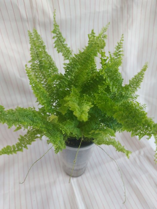 Папоротники декілька різновидів