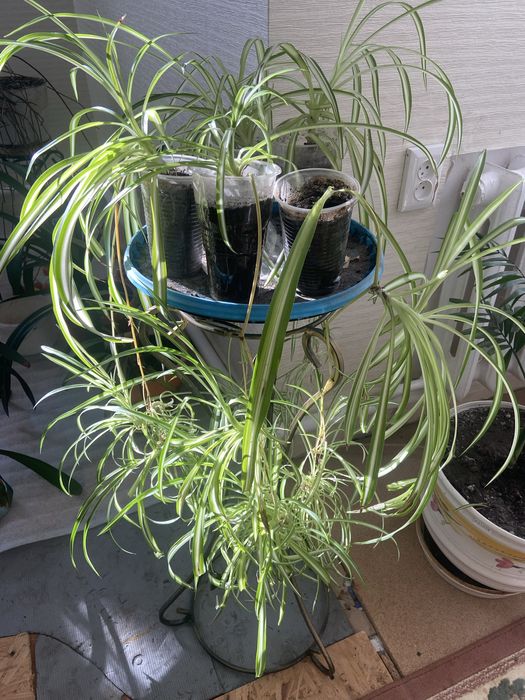 Вуличні і домашні рослинки, все по 50 гр.