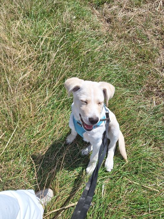Oddam w dobre ręce psa w typie labradora