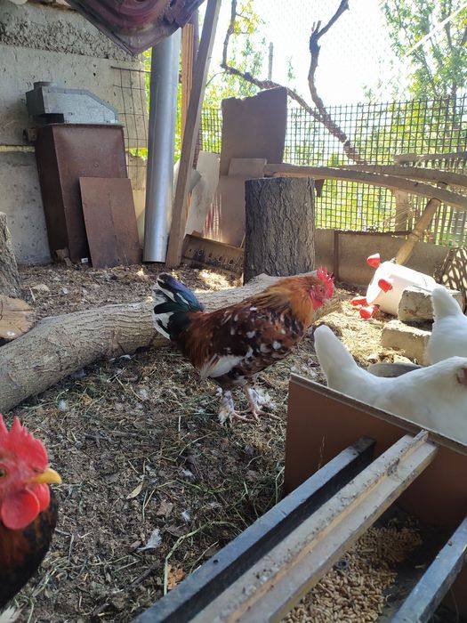 Петухи карликовых кур