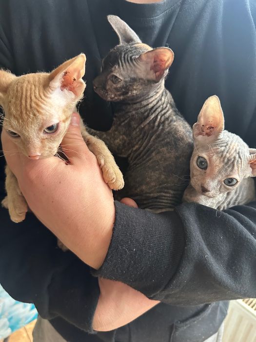 Сфінкс/хлопчики/дівчата