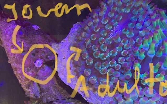 Anémona  Bubble, para aquário água salgada, simbiose com peixe palhaço