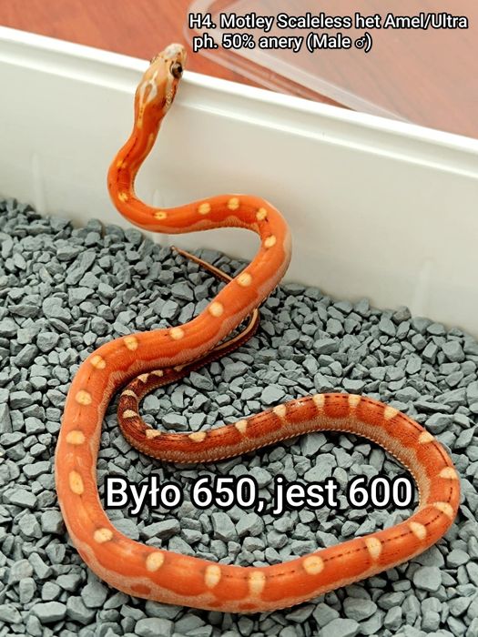 Wąż zbożowy Motley Scaleless het Amel/Ultra ph. 50% anery