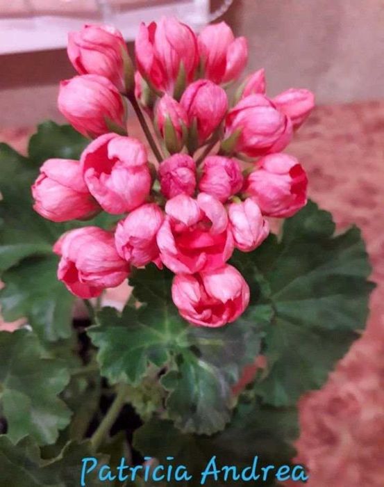 Пеларгония тюльпановидная