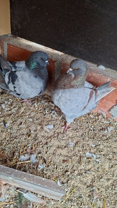 Pombos raça show King para venda