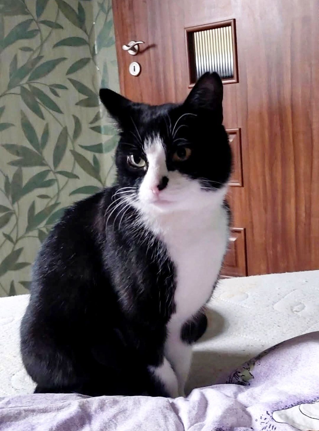 Trikolorka, malutka koteńka do adopcji..