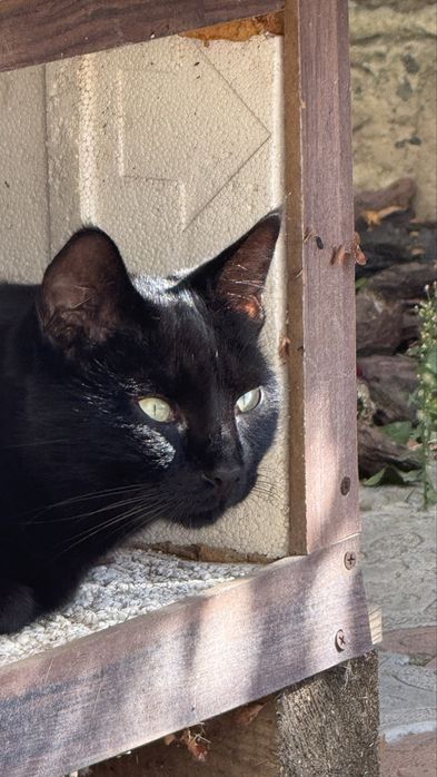 Черный кот ищет дом и любящую семью