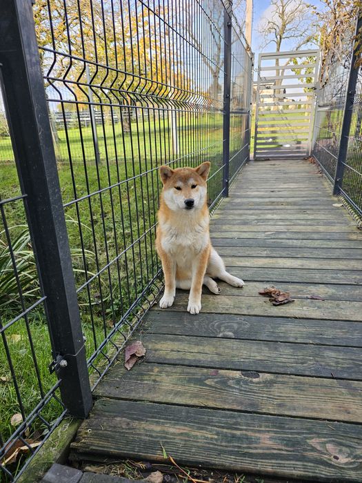 Shiba inu Shiba szczenię doskonały  rodowód ZKWP FCI