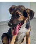 RUBIN 5 mies. szczeniak do adopcji. Uratowany w Bułgarii