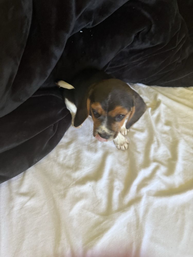Piękna sunia beagle