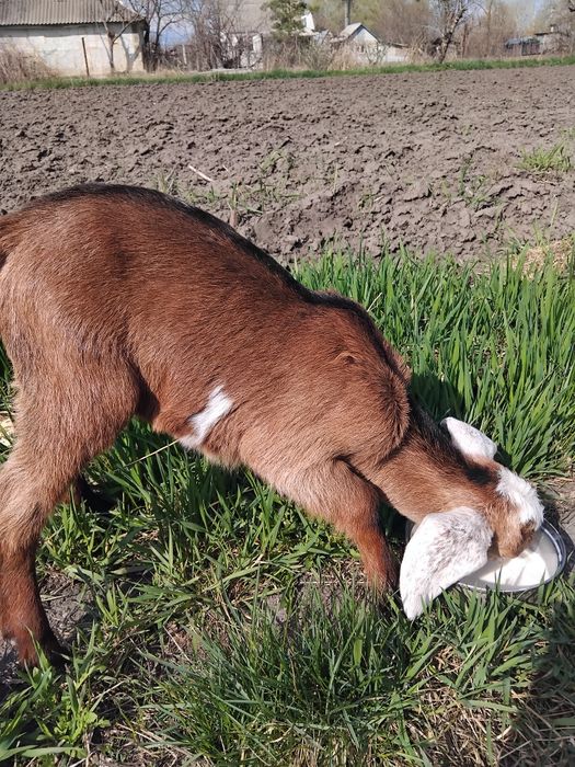 Козенята нубійські