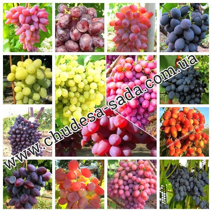 Саженцы винограда мировых сортов большой выбор сортов. Виноград