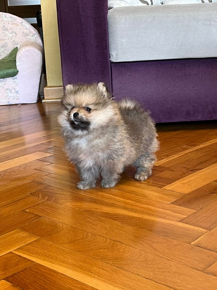 Szpic miniaturowy pomeranian