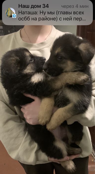 Цуценята щенки хлопчик дівчинка