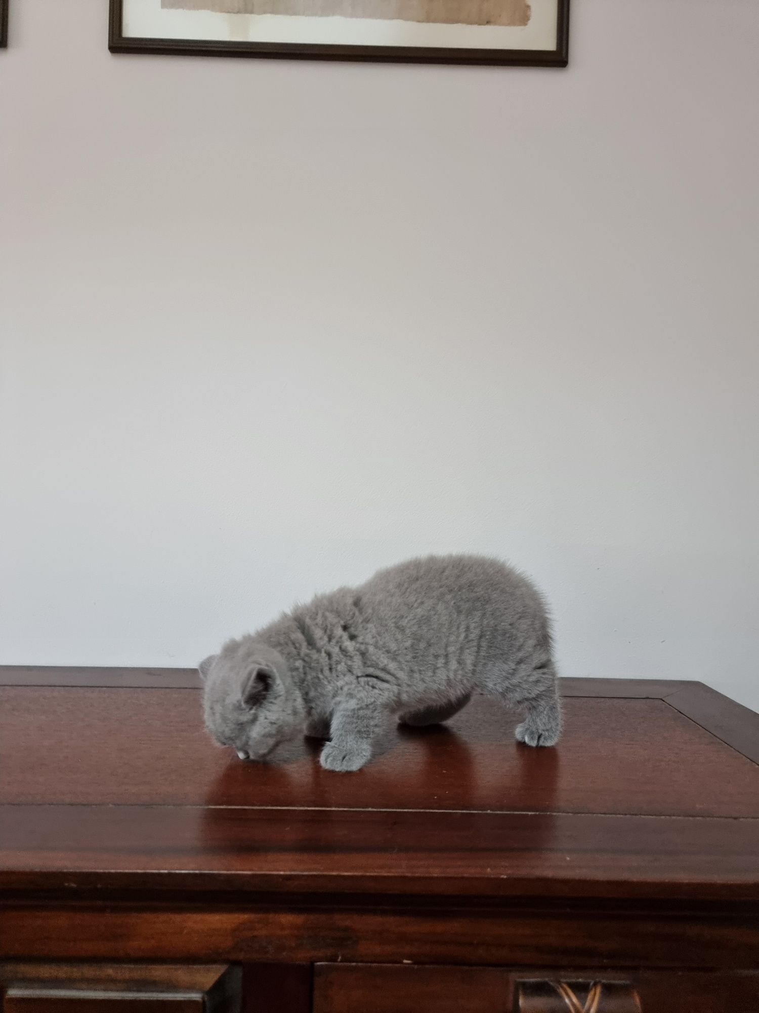 Gatinha British Shorthair