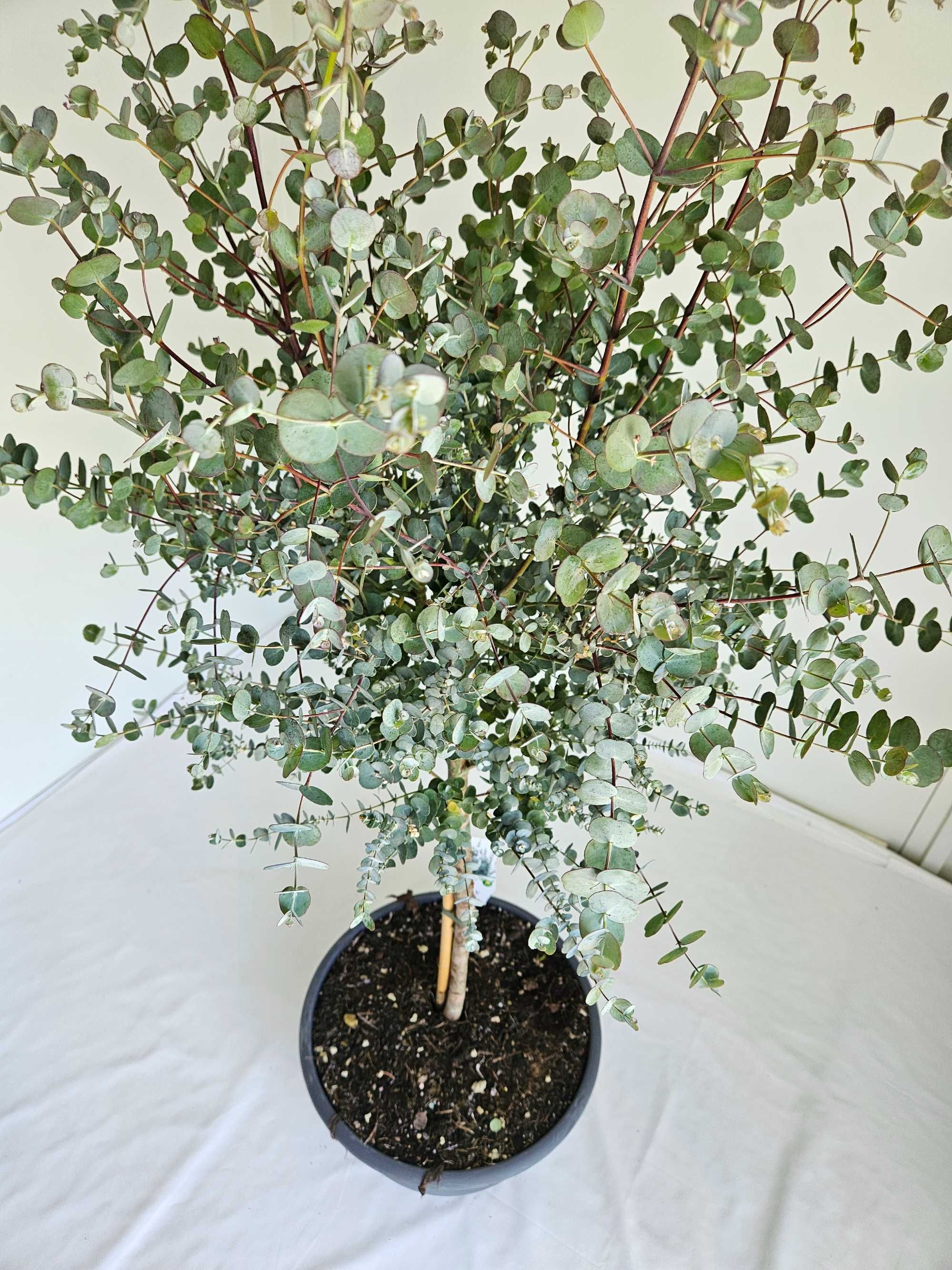 Eukaliptus na pniu – Eucalyptus gunnii – wys. 130 cm