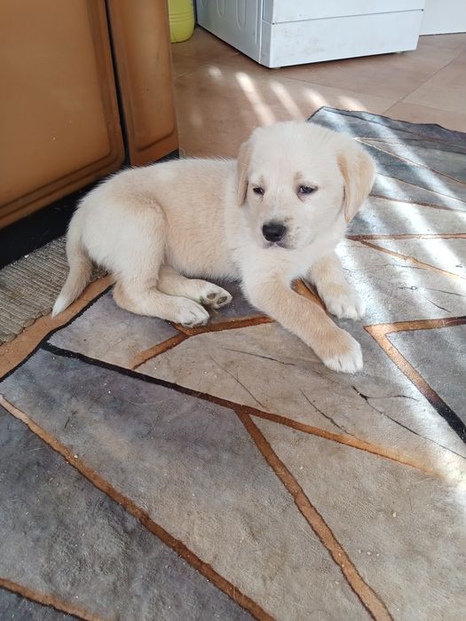 Cachorros para doação