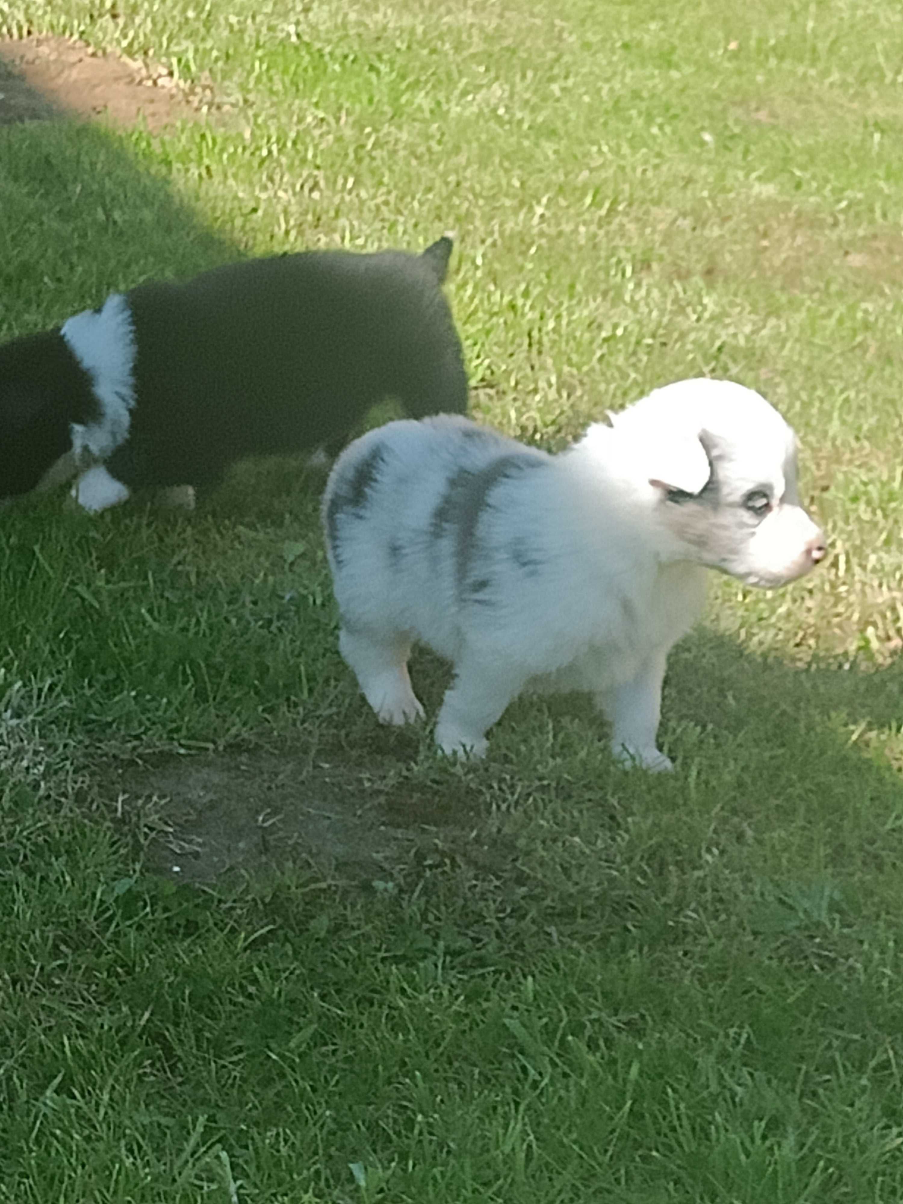 Border Collie -sunia