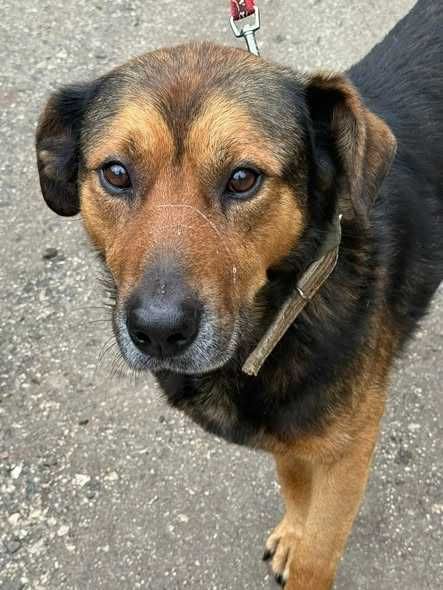 Dostojny Ksawery do adopcji