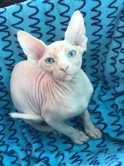 Дуже яскраві очі