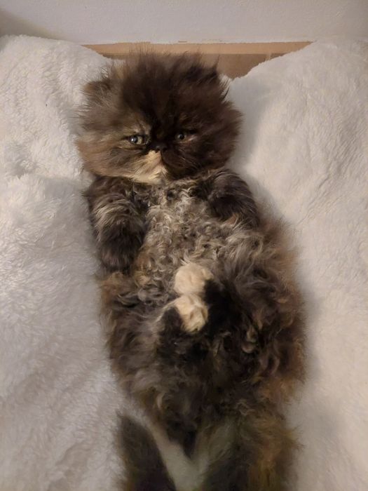 Śliczna Kotka Perska