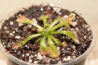 Продам хищное растение росянку Drosera spatulata