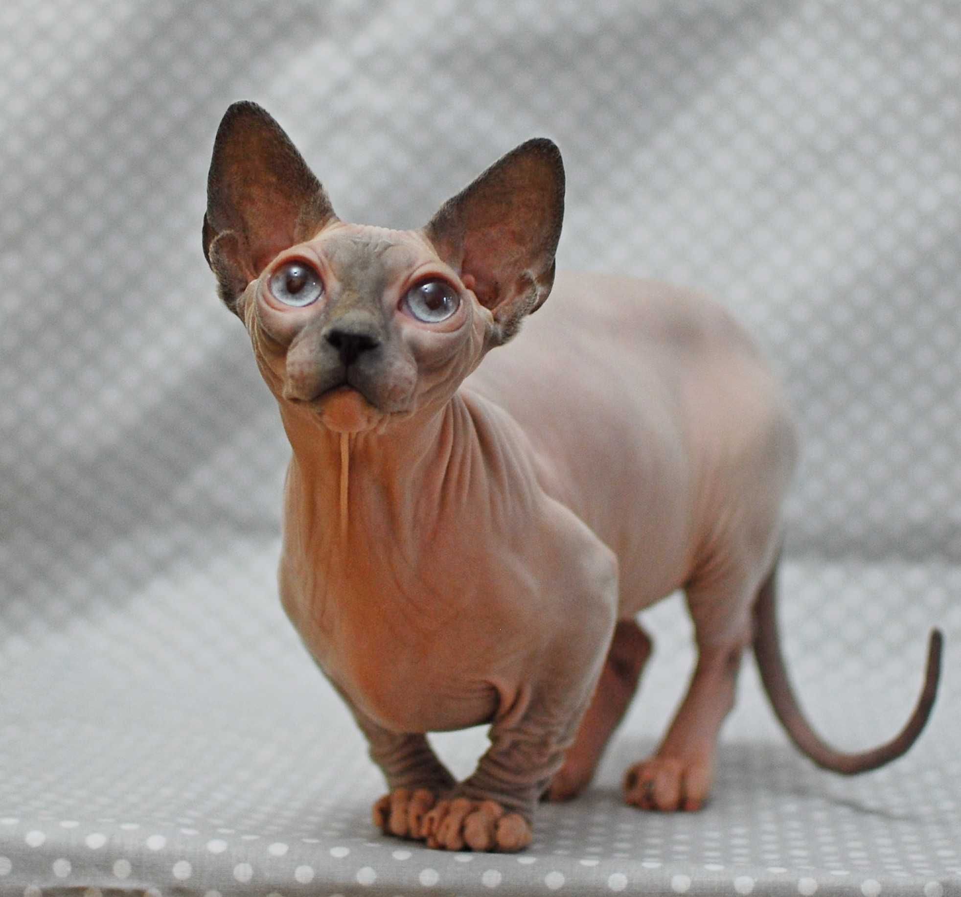 Киця дівчинка sphynx BAMBINO