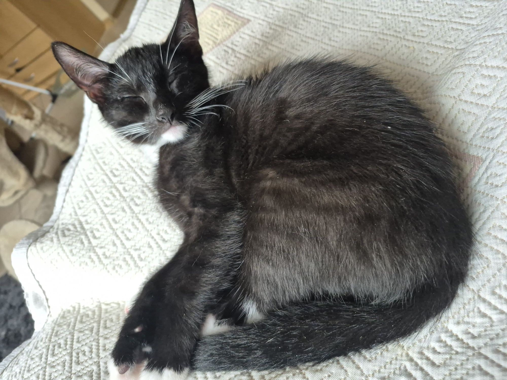 Koty do adopcji.