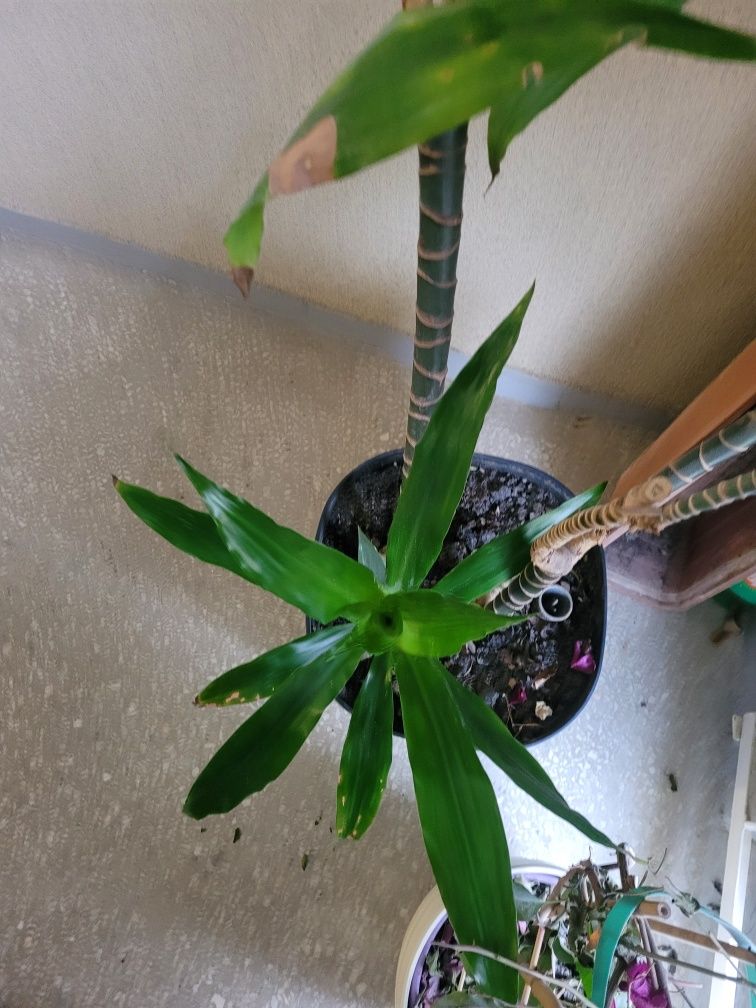 Dracena wonna Dracaena fragrans duża wys. 3 metry 4 łodygi