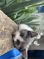 кошеня,хлопчик,гарний