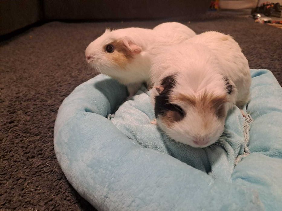 Sprzedam dwie samiczki świnek morskich z transporterem