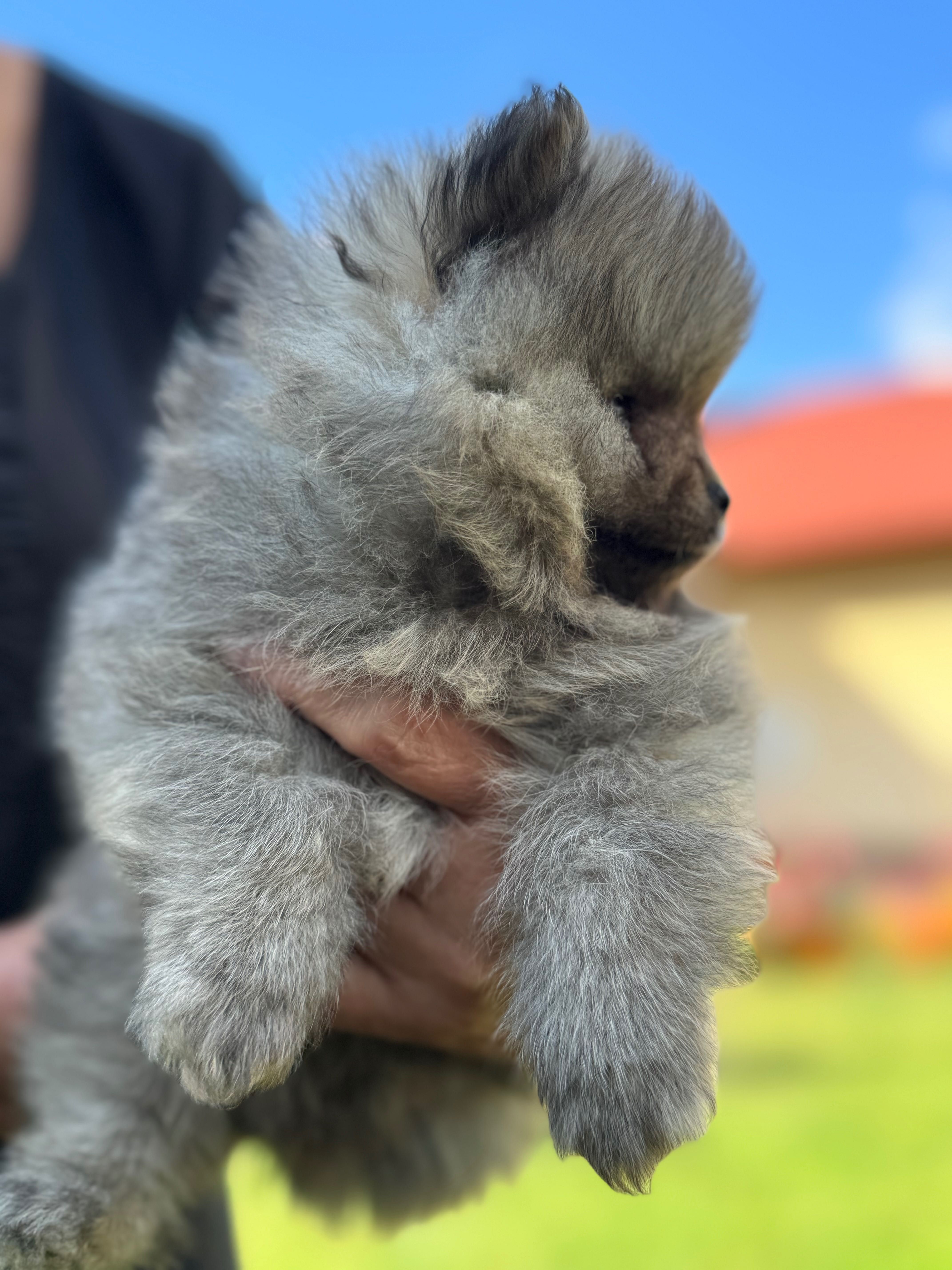 Szpic miniaturowy FCI