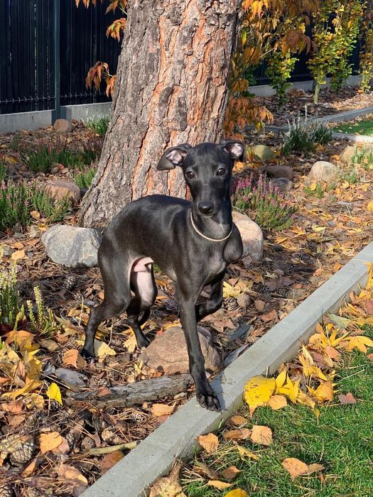 Charcik włoski*samczyk*ChartyJagi (FCI)