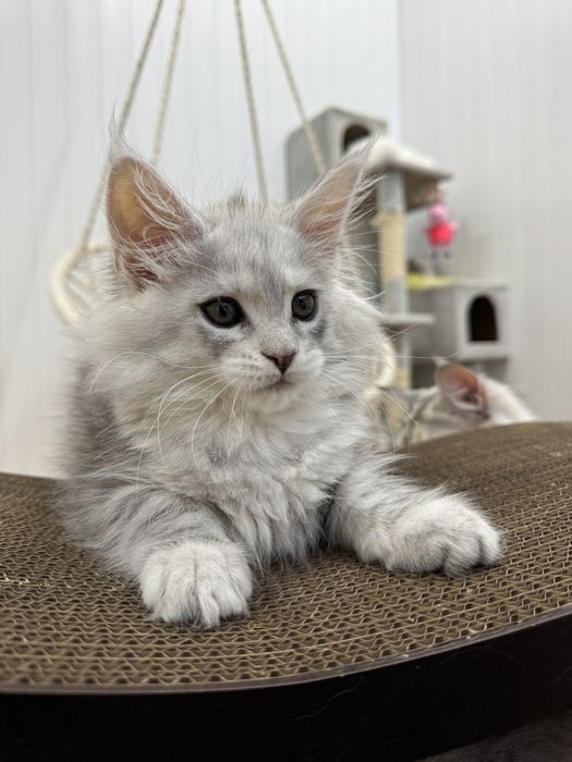 Мальчик голубой на высоком серебре эксклюзив котенок мейн кун