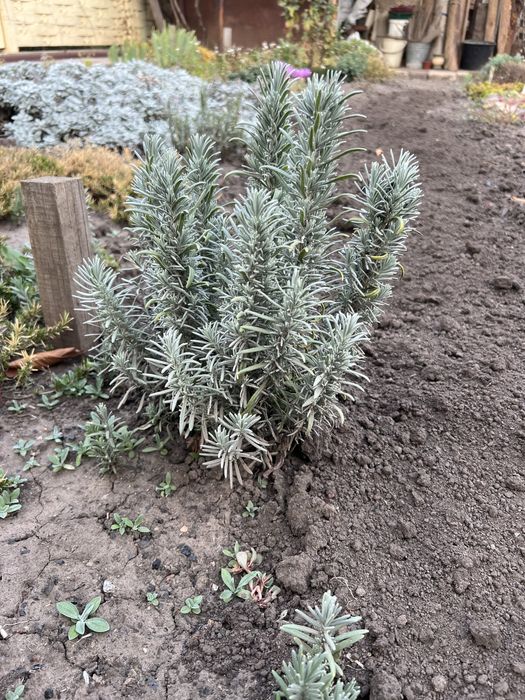 Лаванда    саженцы