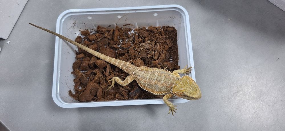Agama brodata samiczka