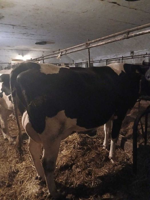 Krowy mleczne rasy HF