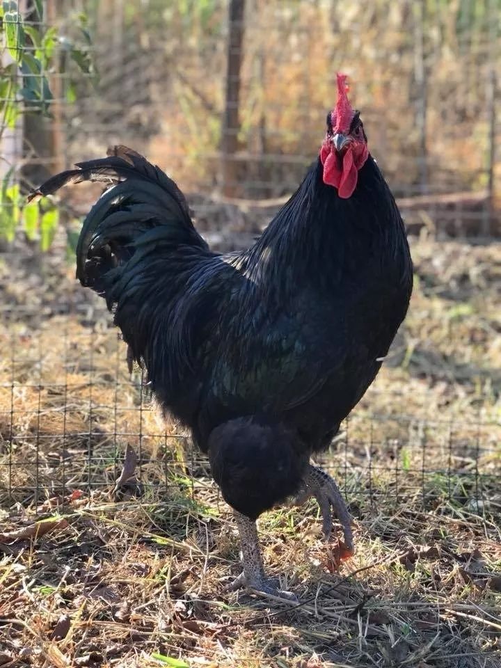 Ovos Jersey Gigante preta