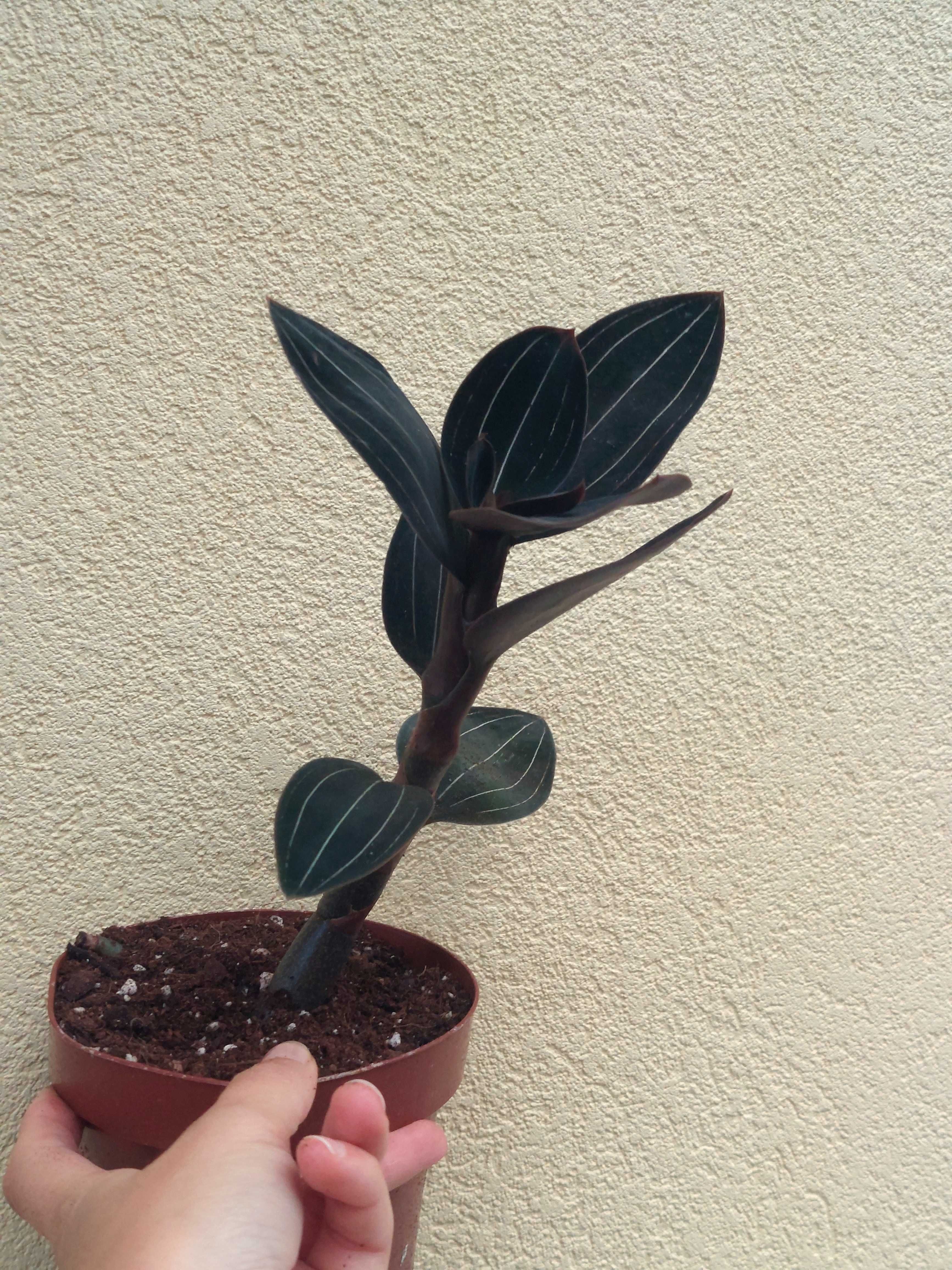 Planta Ludisia discolor- Orquídea Jóia