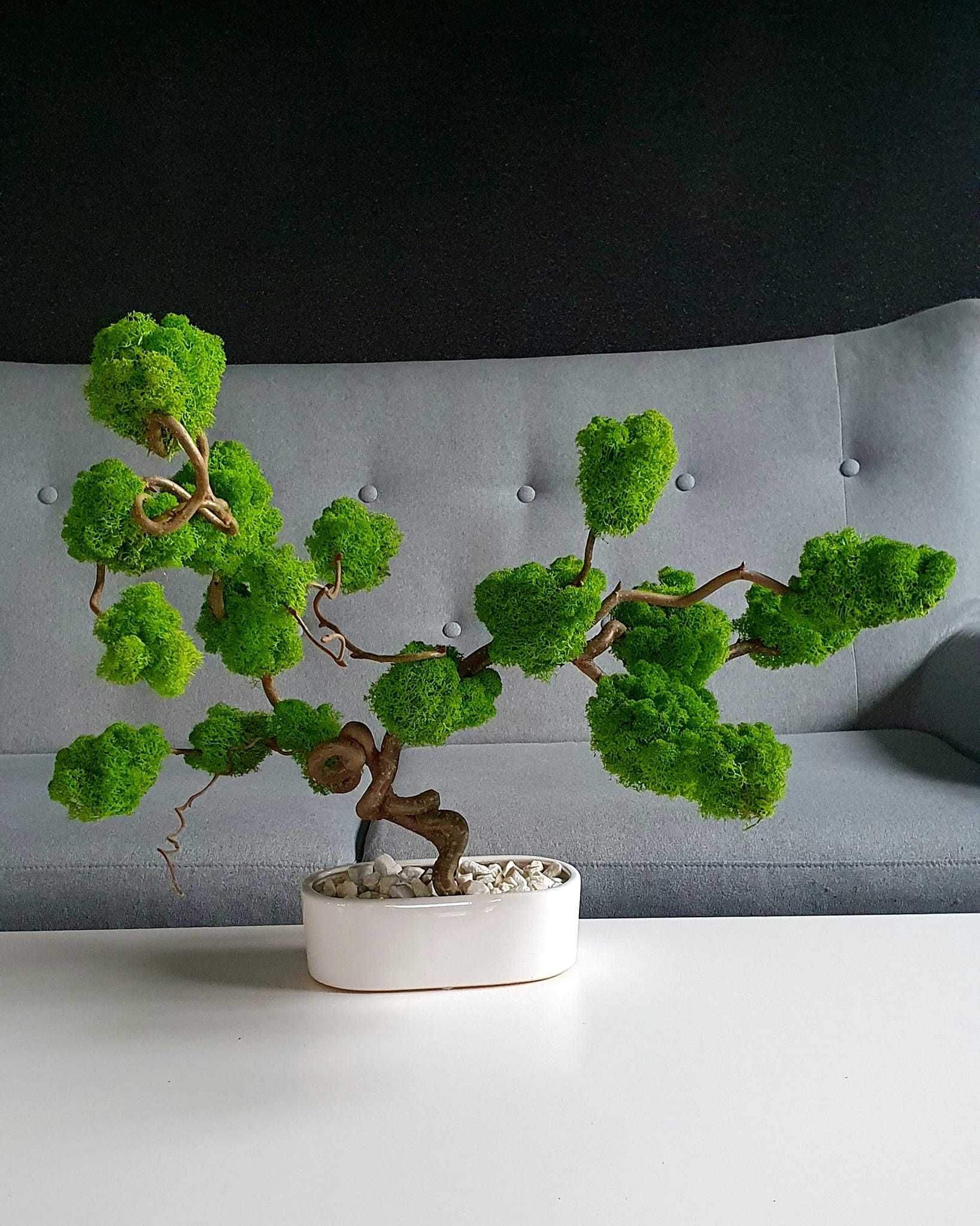 Obraz, bonsai ,mech chrobotek reniferowy, ściany z mchu,dekoraje