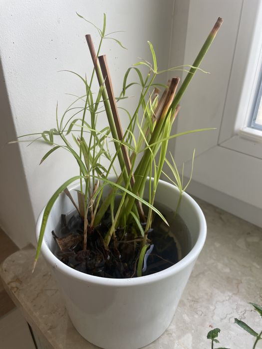 Papurus szczepki ukorzenione