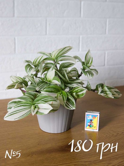 Традесканция Альбифлора Традесканція Альбіфлора Tradescantia albiflora