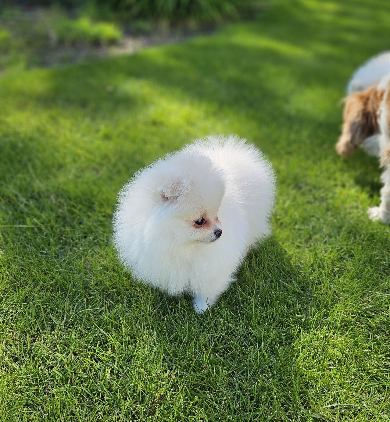 Śliczna suczka szpic miniaturowy pomeranian